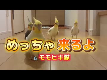 【密着】迫り来る足音テチテチ特殊部隊に包囲された主の末路