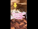 【悲報】自分を人間だと思っているオカメインコの末路