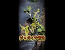 【家庭菜園】ジャガイモ VS 菊芋！勝つのはどっち！？
