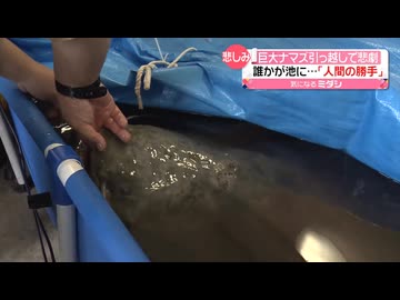 カザコロ民と見るナマズ【悲しみ】TARIFAへ“引っ越し”のはずが…「ナマポナマズ」死亡