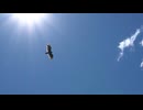 自然の動画desuyo