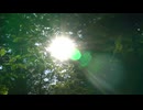 自然の動画なんだよ