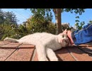 【尊い】塀の上で寝る猫、かわいさが限界突破した