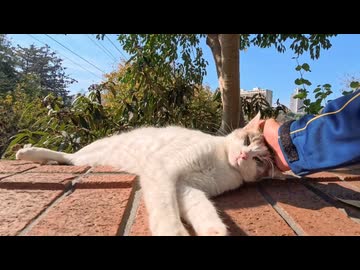 【尊い】塀の上で寝る猫、かわいさが限界突破した