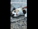 ゴロゴロ大音量な猫