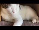 あくびの手前