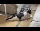 のびのびねこ
