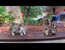 【猫だらけの本屋街】子猫たちが自由すぎる！癒やし度100％の路地裏天国