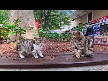 【猫だらけの本屋街】子猫たちが自由すぎる！癒やし度100％の路地裏天国