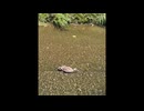 宮川のカモたち