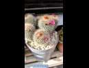 【多肉植物】今年になって急に花が咲いたサボテン
