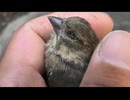 初夏のやつ～ら　その1