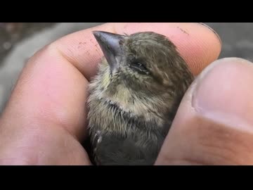 初夏のやつ～ら　その1