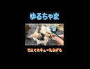 【ゆるちゃま】こはく（猫）にチュールあげる【猫】