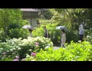 約7000株のあじさいが色鮮やかに咲き誇る　久留米の「あじさい寺」であじさい祭始まる