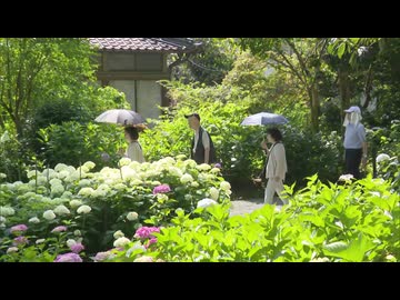 約7000株のあじさいが色鮮やかに咲き誇る　久留米の「あじさい寺」であじさい祭始まる