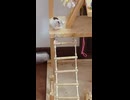 カキカキする十姉妹　小鳥の動画2026 6 6