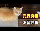 お留守番 再チャレンジ【元野良猫】 【野良猫】