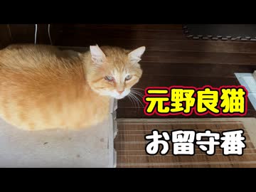 お留守番 再チャレンジ【元野良猫】 【野良猫】