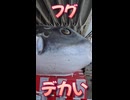 【VOICEROIDフィッシング・アジング＆唐戸市場】アジング＆唐戸市場潜入ショート