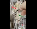 【激オコ】オヤツが少なくてフクロモモンガたちにガン飛ばされました…  #おつモモンガ  #shorts