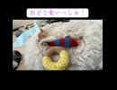 ドーナツとエビで遊ぶ子猫