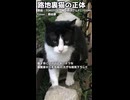 【那由歌カバー】路地裏猫の正体 ショート【Voisona】
