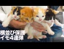 保護イモ幼猫姉弟、横イモ4連弾になる