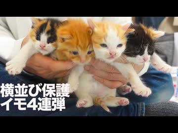 保護イモ幼猫姉弟、横イモ4連弾になる