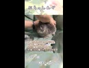 【うさぎ 5歳】ぶらっしんぐ