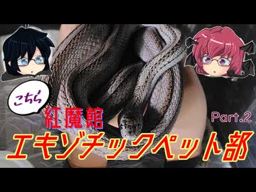 [両爬02]コーンスネークは広いケージで飼いたい小悪魔［ゆっくり］