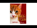 保護ねこの家譲渡会 in 天王寺
