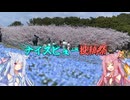 【第3回ナイスビュー投稿祭】なつぞらcontrail　#19　福岡の桜詰め合わせ【VOICEROID旅行】