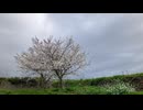 【作業用BGM】夕方の散歩 30min