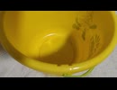 幸運の黄色いハッピーなZespri Kiwifruit〔ゼスプリのキウイフルーツ〕が入っていた無料タダのプラスチック製の黄色い小さなバケツ