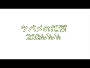 つばめの観察2026No019