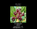 植木市で開花中のホヤのお花達♪2026年6月6日撮影