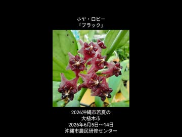植木市で開花中のホヤのお花達♪2026年6月6日撮影