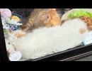 くっついて寝ている「そば処大むら」さんのコンちゃんとミルキーちゃん