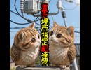 ミャウルのアニメ「ゴミじゃないよ」