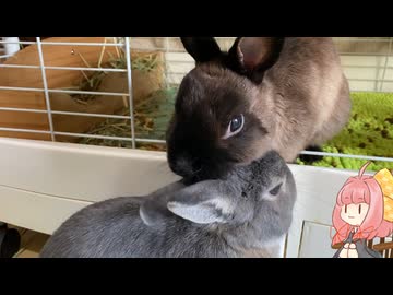 【ウサギ】うさざつ　ぼちぼち梅雨号【琴葉茜】