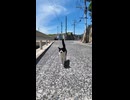 漁港で出会った猫ちゃん、何か話し掛けてきた