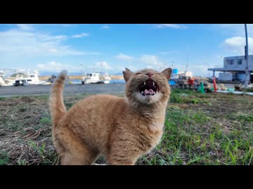 漁港を歩いていたら猫に話しかけられましたｗｗｗ