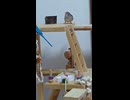 キンカチョウショートに初登場　鳥の動画　2026 6 7