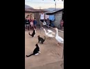 バレーボール対決猫対ガチョウ