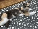 猫カフェに行くも猫に避けられるT_T