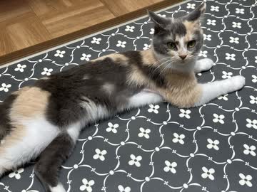 猫カフェに行くも猫に避けられるT_T