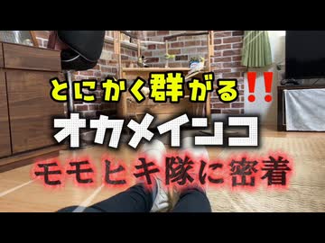 【密着】飼い主の足を実家だと思っているオカメインコ達
