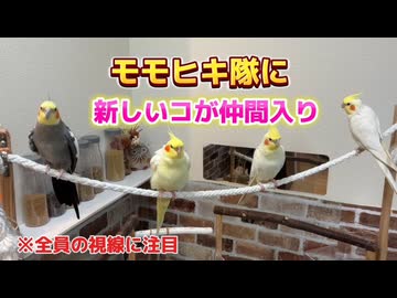新入りのピンクに完全スルーをキメる【オカメインコ】視点