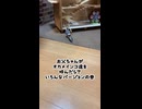 【密着24時】現場から逃走・必死の崖登りをみせるインコ達